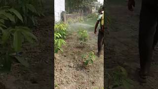 African mahogany tree farming [upl. by Eignav173]