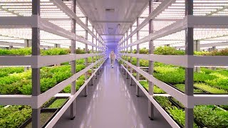 Growing Up How Vertical Farming Works [upl. by Niram73]