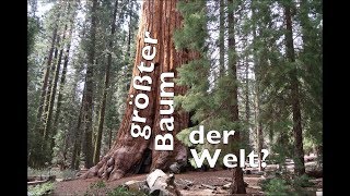 Der größte Baum der Welt  SequoiaNationalpark [upl. by Milka]