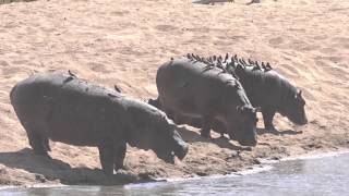 Hippopotamuses and Redbilled Oxpeckers [upl. by Etolas]