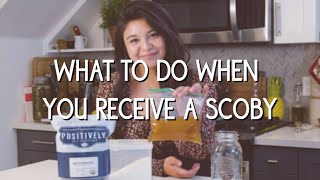 What to do when you receive a kombucha SCOBY [upl. by Anaibib615]