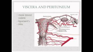 anatomy review  for OB GYN rotation [upl. by Trinatte593]