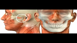 ANATOMIE FMPM L’ARTICULATION TEMPOROMANDIBULAIRE ATM [upl. by As]