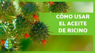 10 USOS del ACEITE de RICINO 💚 ¡Cabello Pestañas Antiacné y más [upl. by Sophy]