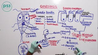 PARASITOLOGIA  Giardia Lamblia [upl. by Winston]