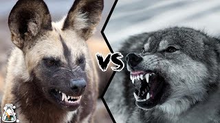 AFRICAN WILD DOG VS WOLF  What If They Will Fight [upl. by Aihc]