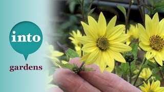 Helianthus Lemon Queen Plants for October [upl. by Zetes24]