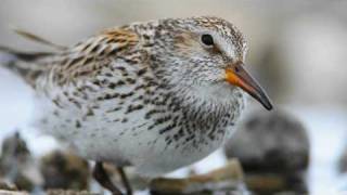 Voices Whiterumped Sandpiper [upl. by Nnayrb]