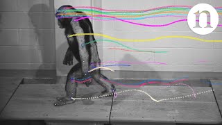 Walking with chimps [upl. by Ingvar]