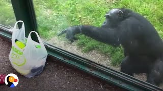 SMART Chimp Asks Zoo Visitors For Drink  The Dodo [upl. by Jollanta]