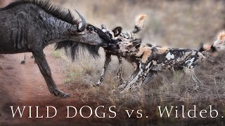 Wild Dogs Killing Wildebeest WARNING GRAPHIC Content from Madikwe [upl. by Ailaht]