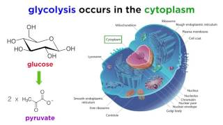 Cellular Respiration Part 1 Glycolysis [upl. by Alaehcim]