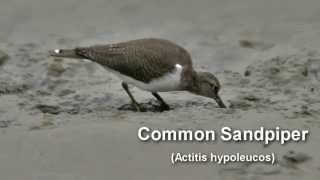 Sandpiper  Common Sandpiper Bird Call and Pictures for Teaching BIRDSONG [upl. by Sitnalta]