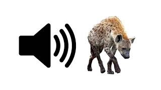 Hyena  Sound Effect  ProSounds [upl. by Nodnas604]