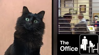 The Office  with a cat OwlKitty [upl. by Ayatahs908]