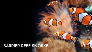 Barrier Reef Snorkel  Shore Excursion  NCL [upl. by Roze]