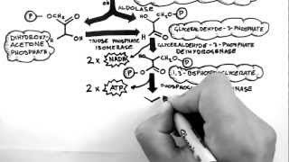 Cellular Respiration 2  Glycolysis [upl. by Hairabez]