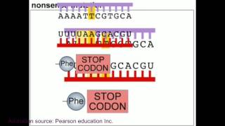 Mutation and DNA repair mechanism animation [upl. by Colette434]