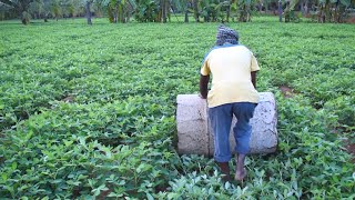 Role Of Drum Rolling In Groundnut  Farming Inspirations [upl. by Kwok]