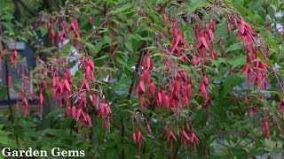 Hardy Fuchsia Fuchsia magellanica [upl. by Skrap577]