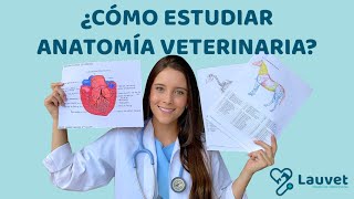 CÓMO ESTUDIAR ANATOMÍA VETERINARIA  Lauvet [upl. by Jaynell]