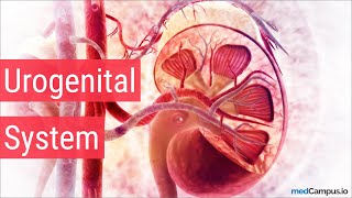 Embryology Urogenital System [upl. by Nets]