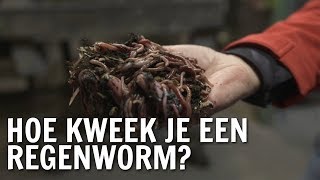 Hoe kweek je een regenworm  De Buitendienst over de Regenworm [upl. by Ecirted320]