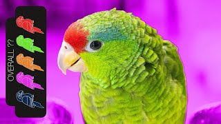 Mexican Red Crowned Amazon The Best Pet Parrot [upl. by Ylrahc]