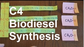 Biodiesel Synthesis [upl. by Glynn734]