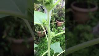 Plant Grow and Care for Sunflowers 6 Weeks Shorts [upl. by Rubliw]