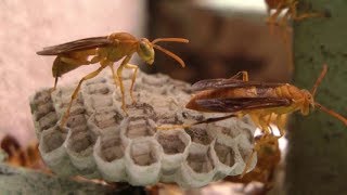 Paper Wasps making nest and Life cycle [upl. by Merrilee]