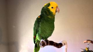 Chloe Talking amp Singing Double Yellowhead Amazon Parrot [upl. by Eiznyl]