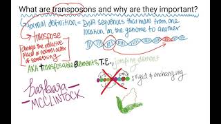 What are TransposonsTransposable Elements [upl. by Karleen438]