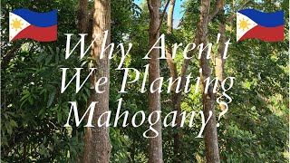 Why we Arent Planting Mahogany [upl. by Rollecnahc]