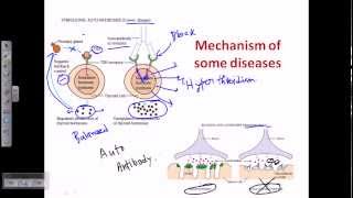 Autoimmunity self immunity [upl. by Nellac410]