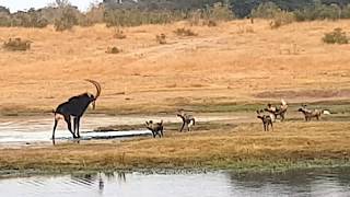 Painted wild dogs attacking a Sable antelope [upl. by Jerad]