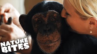 Raising Chimpanzees as Humans  Nature Bites [upl. by Eedna411]