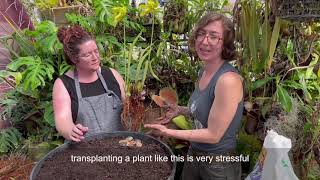 How to Build a Carnivorous Plant Bog [upl. by Nirb]