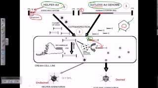 Gene therapy using adeno virus [upl. by Carrick893]