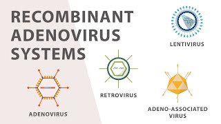 2 Cell Culture  Recombinant Adenovirus Expression System [upl. by Griffis357]