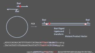 Sitedirected Mutagenesis [upl. by Zaccaria]