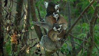 Twin Baby Ring Tailed Lemurs  Madagascar  David Attenborough  BBC Earth [upl. by Danais201]