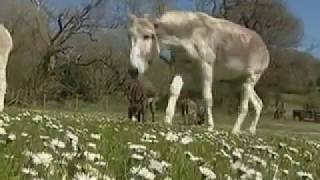 Hoof Trimming Donkeys [upl. by Eittol]