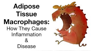 Adipose Tissue Macrophages How They Cause Inflammation and Disease [upl. by Yrrap]