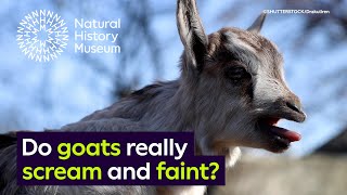 Do goats really scream and faint  Surprising Science [upl. by Linette]