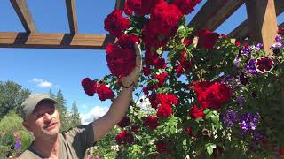 Rose Climbers in Containers [upl. by Almena]