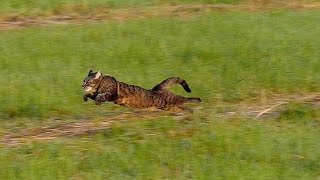 Running cat  slow motion 100fps [upl. by Ennagroeg]