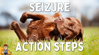 What to Do When Your Dog has a Seizure [upl. by Wickman530]