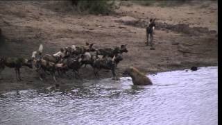 battle at Sabi Sand wild dogs VS hyena 2015 [upl. by Kelly606]