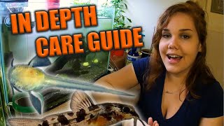 How to Raise Corydoras Fry [upl. by Maurene]